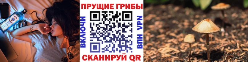 Галлюциногенные грибы Psilocybe Верхотурье